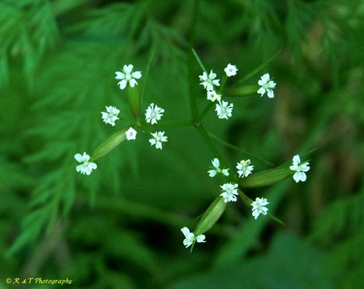 {Trepocarpus aethusae}